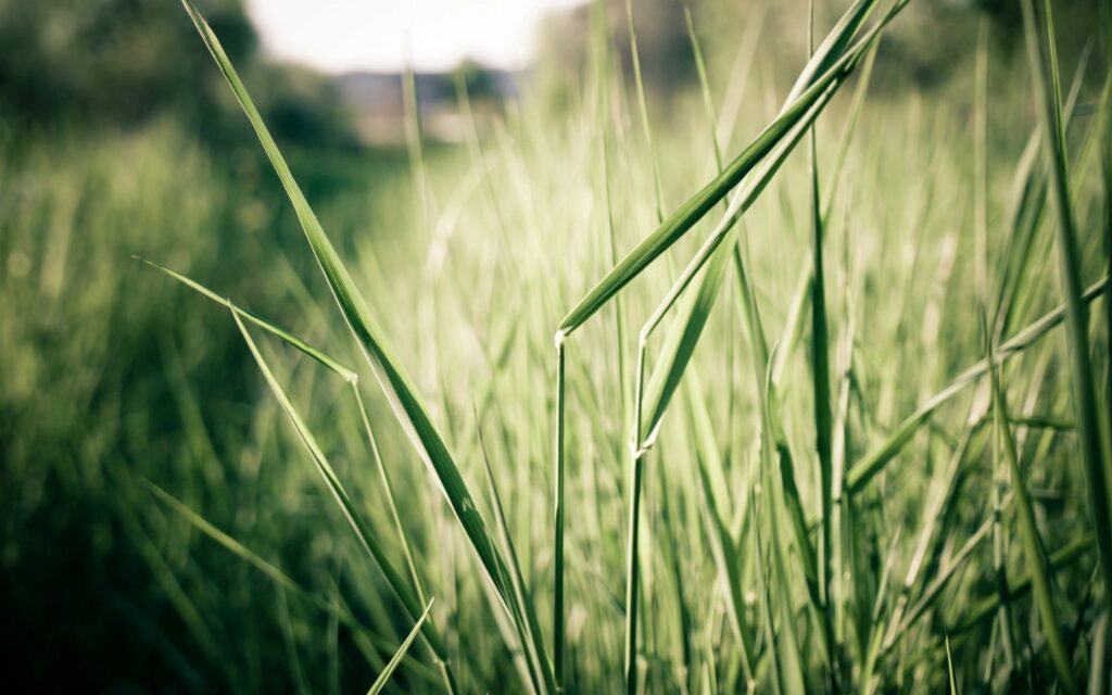Serene Summer Grass Wallpaper: Vibrant Green with Soft Light & Shadows