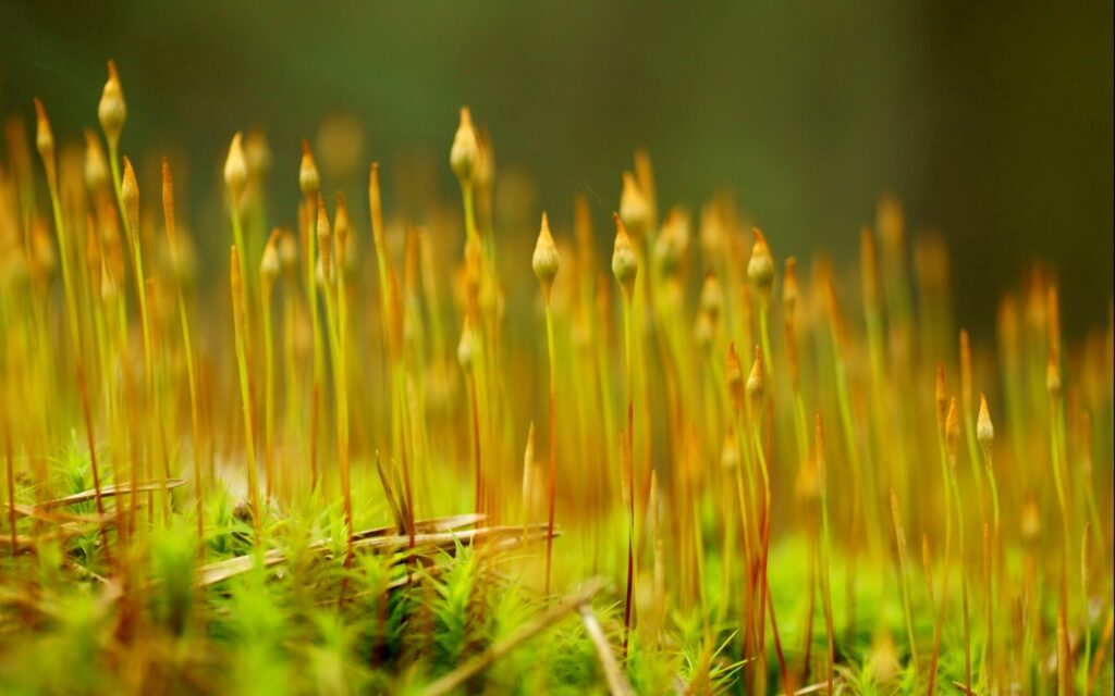 Vibrant Green Grass Wallpaper: Close-Up Natural Background