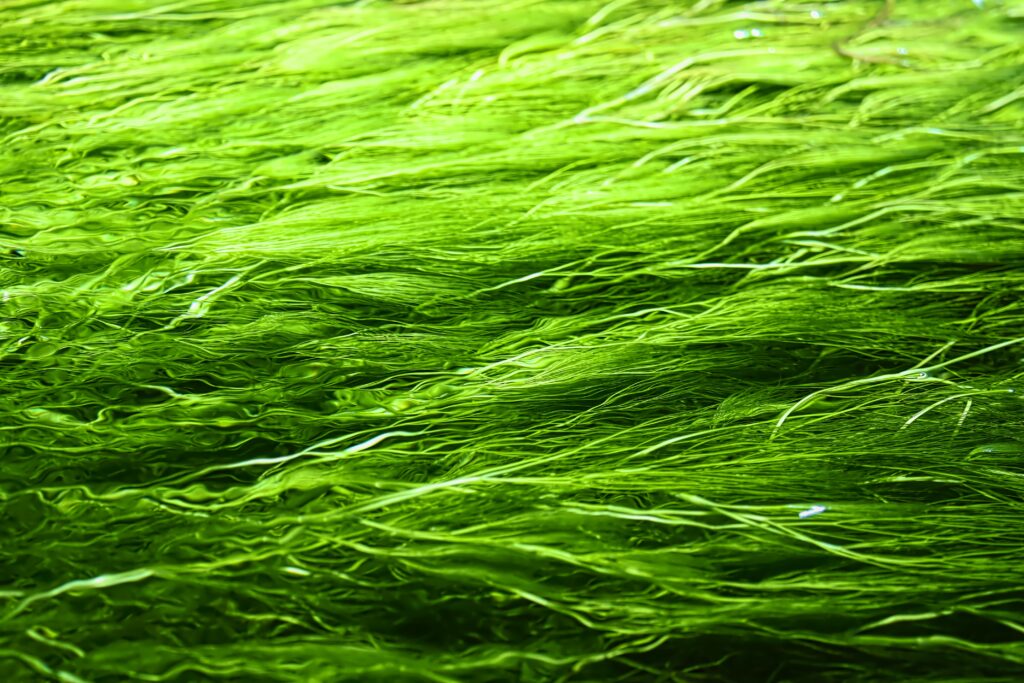 Vibrant Green Wallpaper: Close-Up Soft Blurred Grass Background