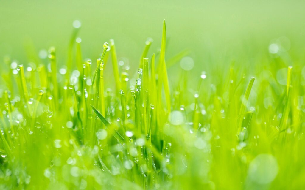 Vibrant Green Grass with Dew Drops - Refreshing Wallpaper Background