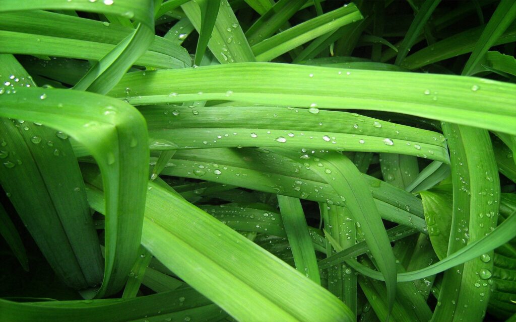Vibrant Green Grass Wallpaper with Refreshing Water Drops
