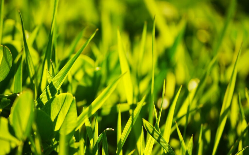 Vibrant Green Grass Wallpaper | Soft Sunlight & Natural Glares