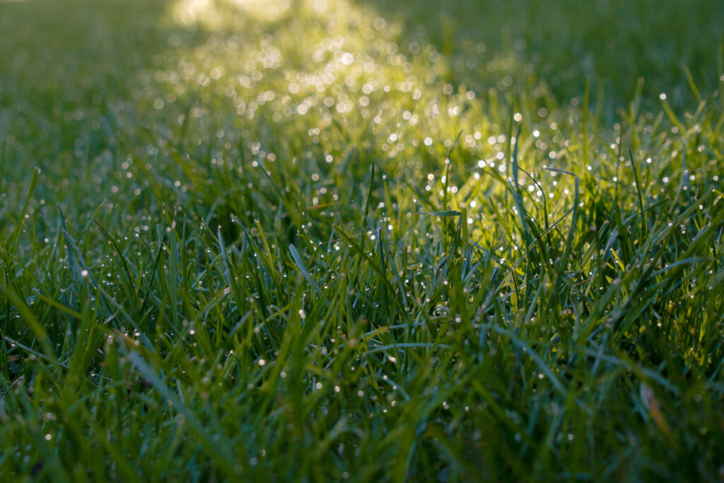 Tranquil Green Grass with Dew Drops - Fresh Morning Wallpaper