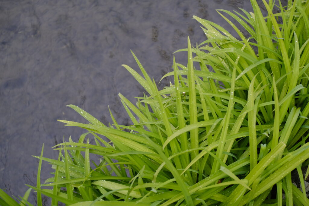 Vibrant Green Grass with Dewdrops: Serene Water Wallpaper Background