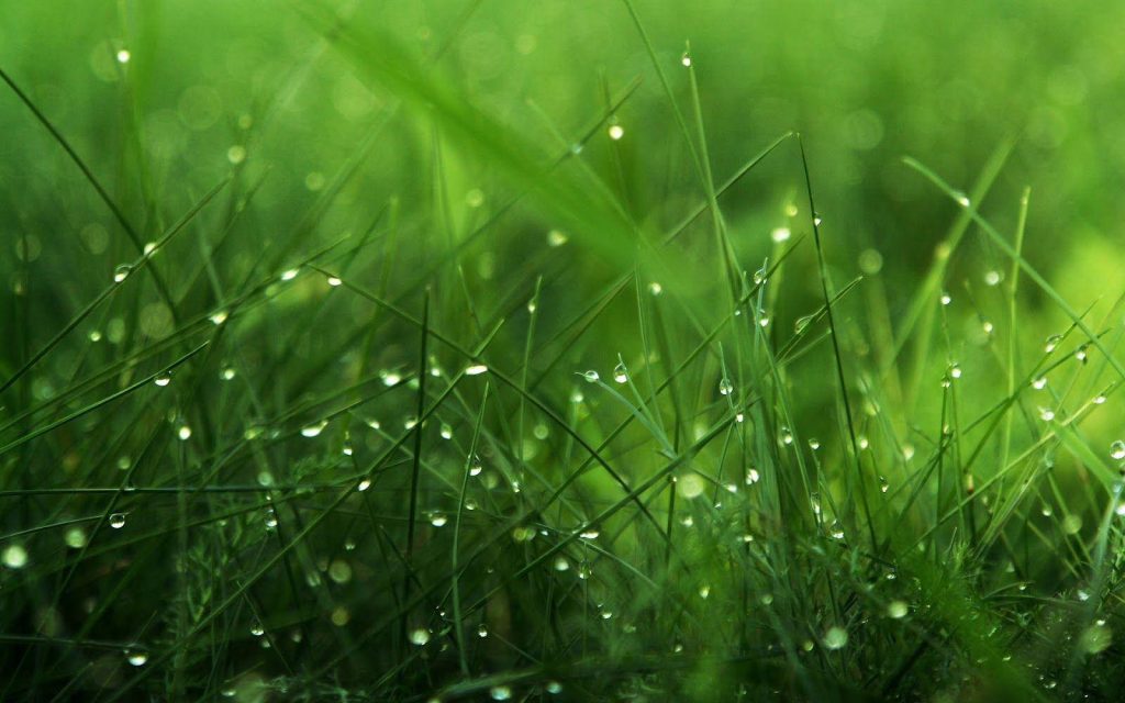 Macro photo of dew-covered green grass blades with soft lighting and dreamy bokeh background Wallpaper