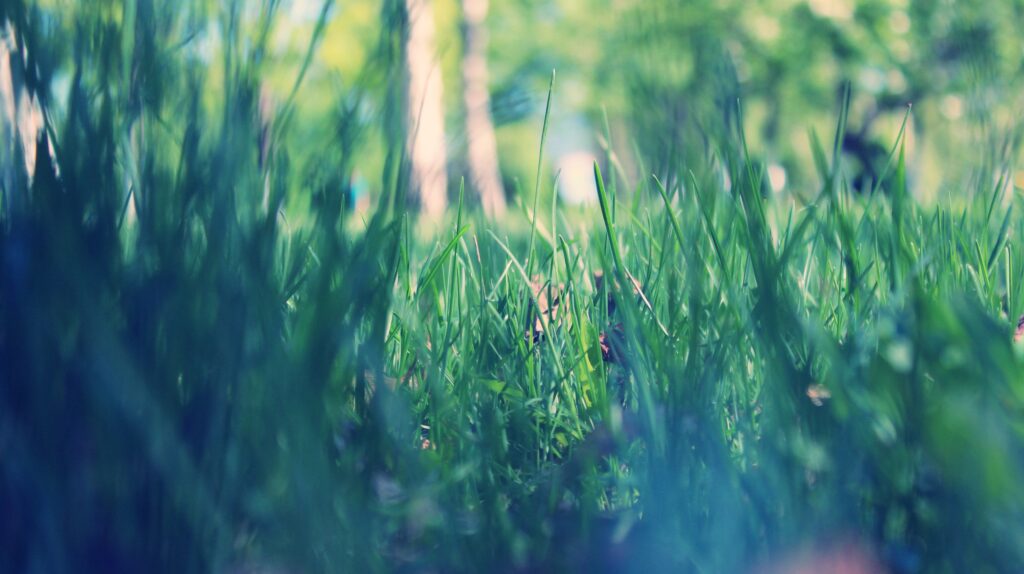 Vibrant Green Grass with Morning Dew: Spring Wallpaper Background