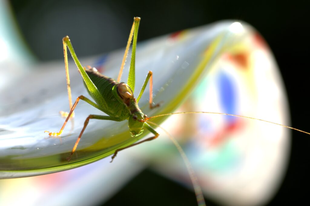Vibrant Green Grasshopper Close-Up: Intricate Details Wallpaper