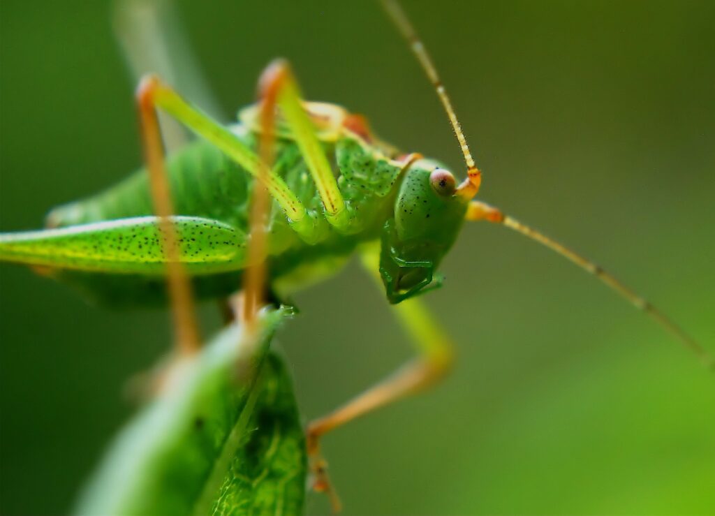 Macro Shot of Vibrant Green Grasshopper on Leaf - Wallpaper Background