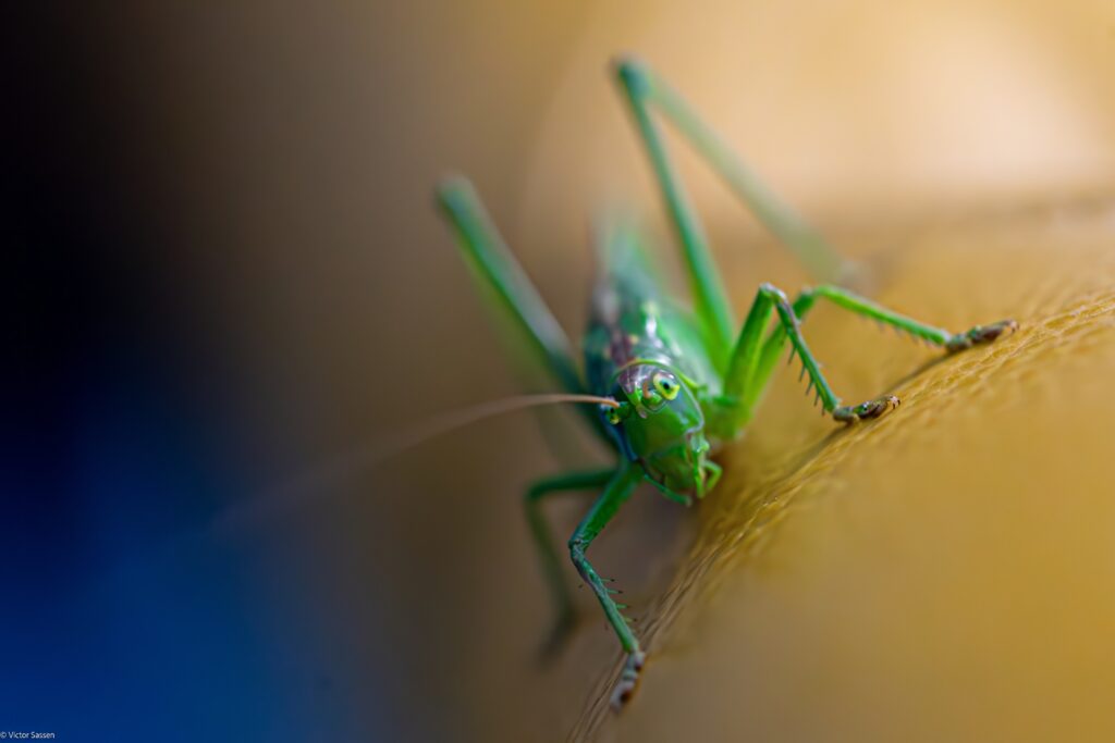 Vibrant Green Grasshopper Macro: Intricate Details on Textured Wallpaper