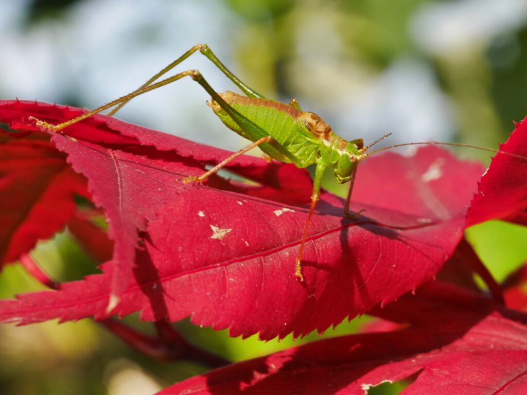 Stunning Grasshopper on Red Maple Leaves - Nature Wallpaper