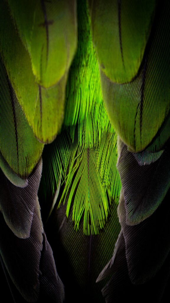 Vibrant Green & Gray Feather Wallpaper - Intricate Textures Background