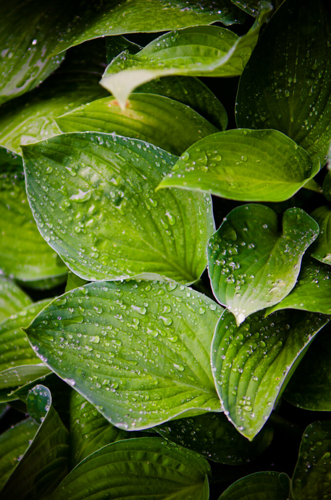 Vibrant Green Hosta Leaves with Water Droplets - Macro Wallpaper