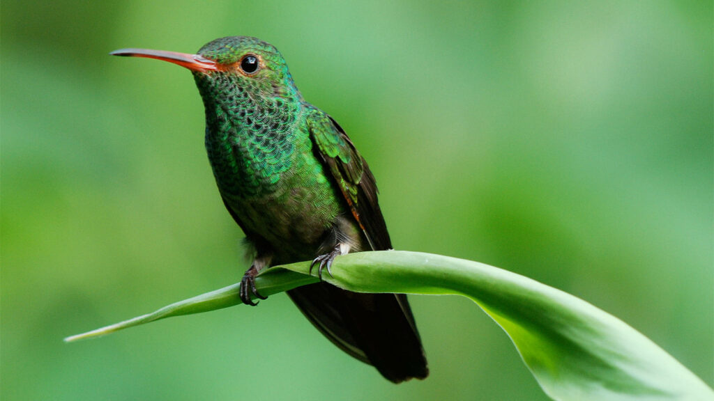 Vibrant Green Hummingbird on Leaf - Serene Nature Background Wallpaper