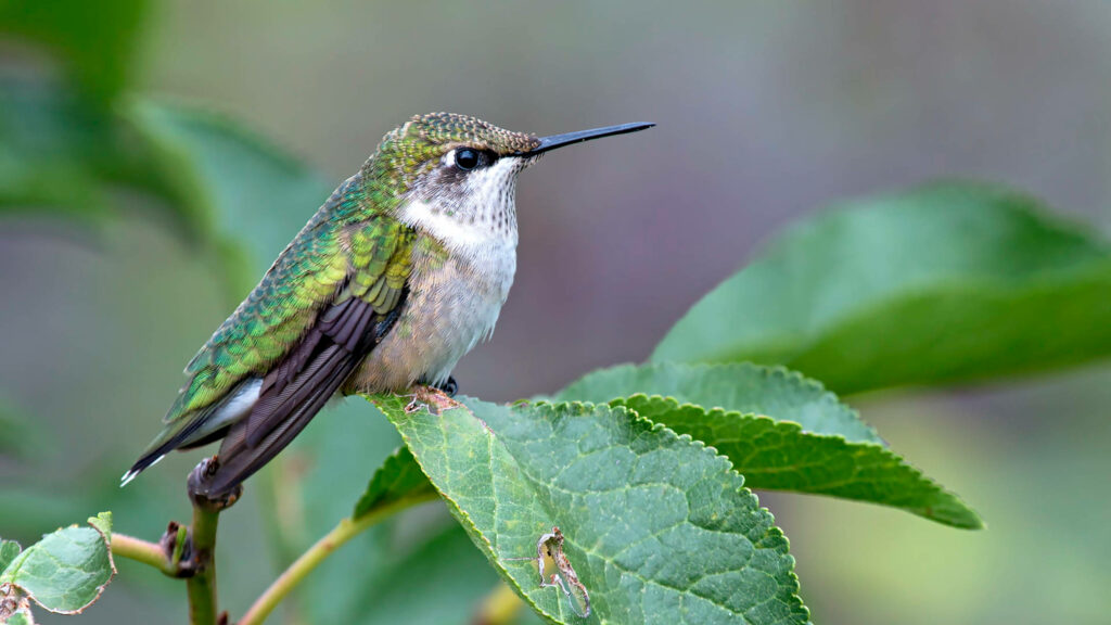 Elegant Green Hummingbird on Lush Leaves - Nature's Charm Wallpaper
