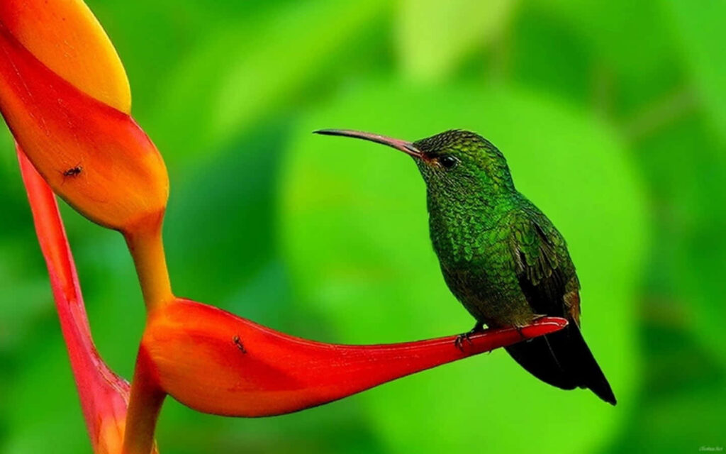 Graceful Green Hummingbird on Exotic Red-Orange Flower Background Wallpaper