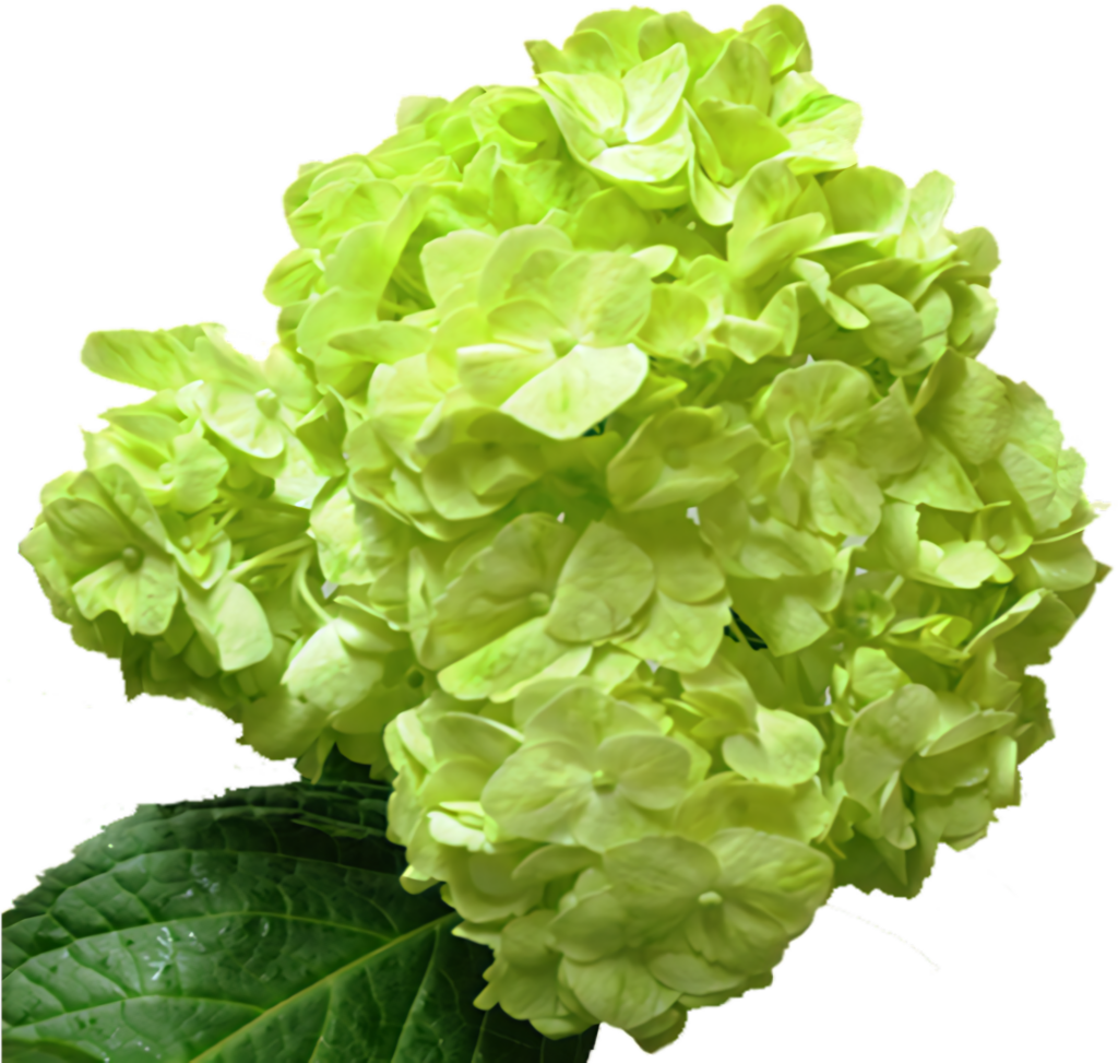 Vibrant Green Hydrangea Bloom: Stunning Petals & Lush Leaf Detail Wallpaper