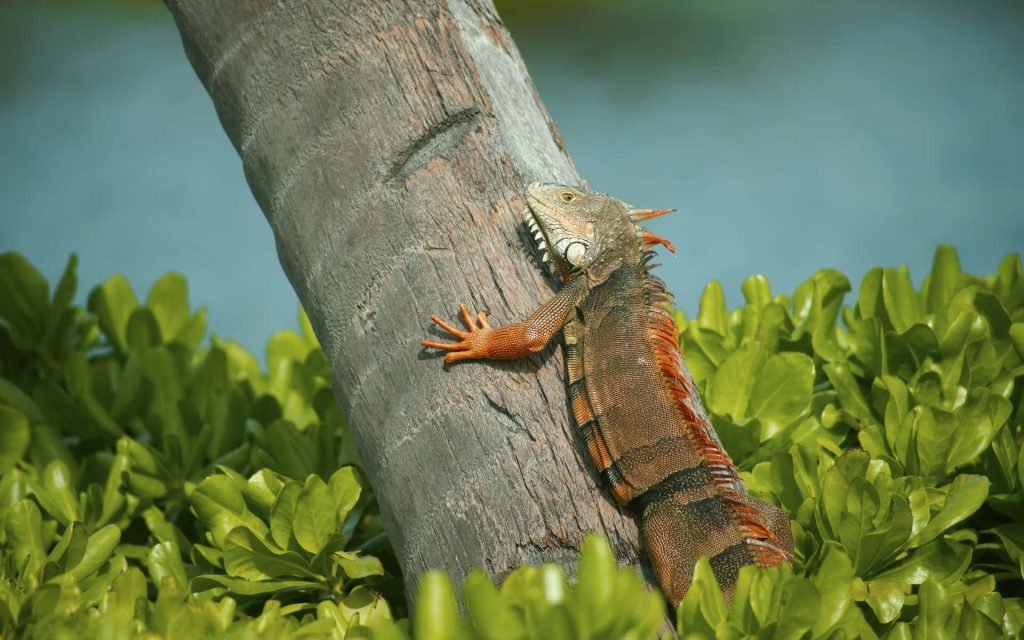 Green iguana with orange scales climbing tree trunk in lush tropical forest wallpaper background