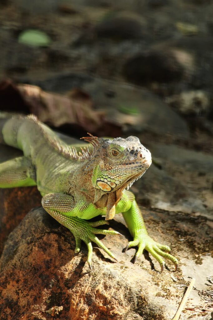 Vibrant Green Iguana Wallpaper - Intricate Reptile in Nature