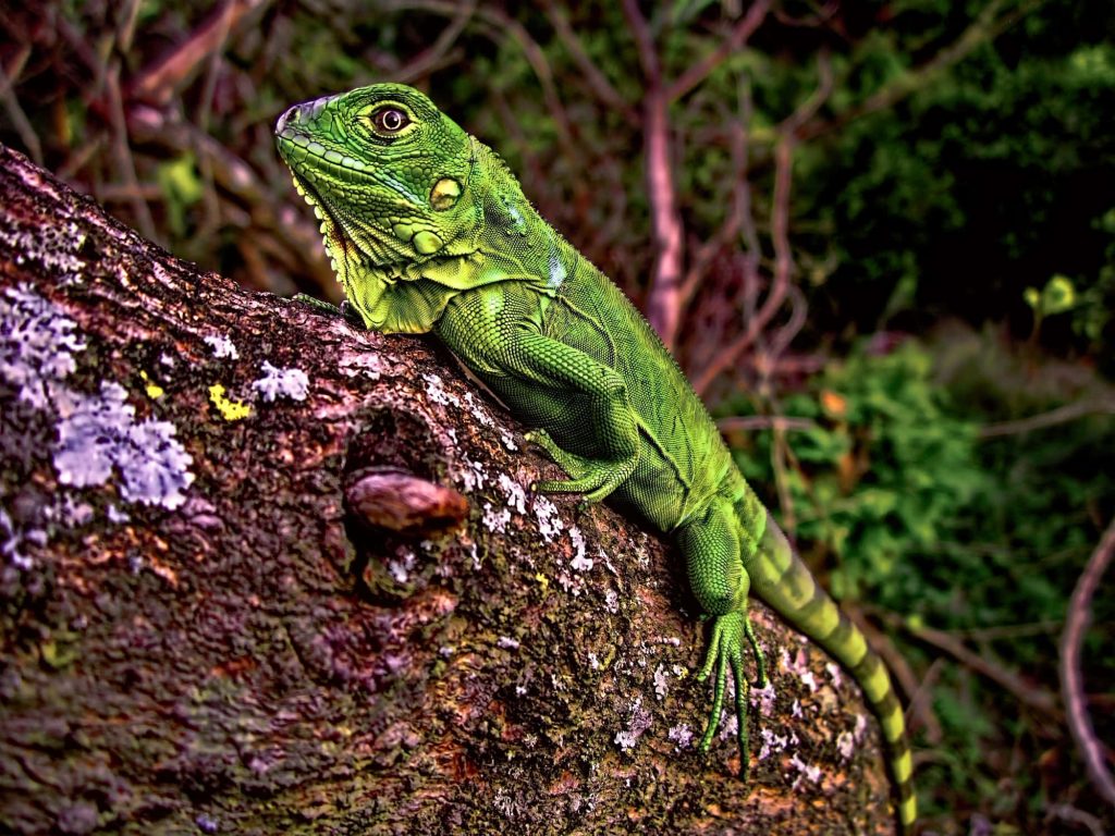 Close-up of vibrant green iguana on lichen-covered tree branch with blurred forest background Wallpaper