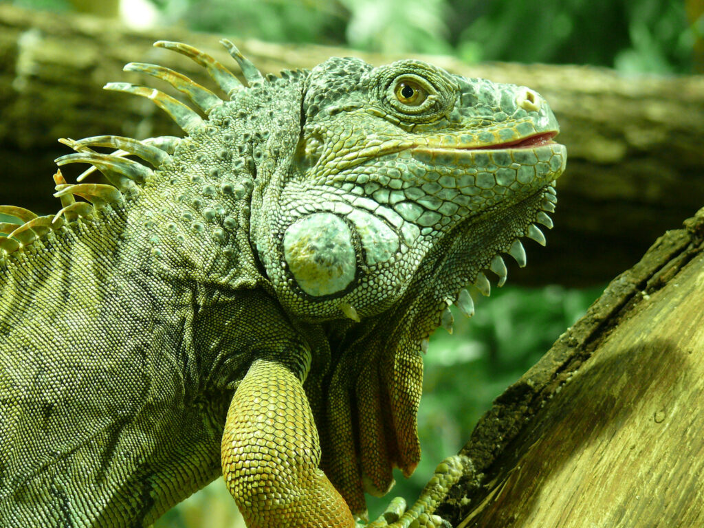 Close-Up of Vibrant Green Iguana on Tree – Textured Scale Wallpaper