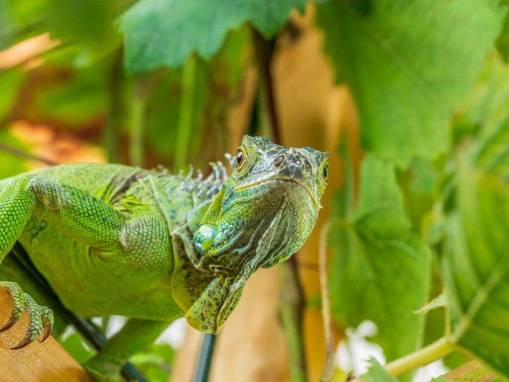 Vibrant Green Iguana on Tree: Lush Nature Background Wallpaper