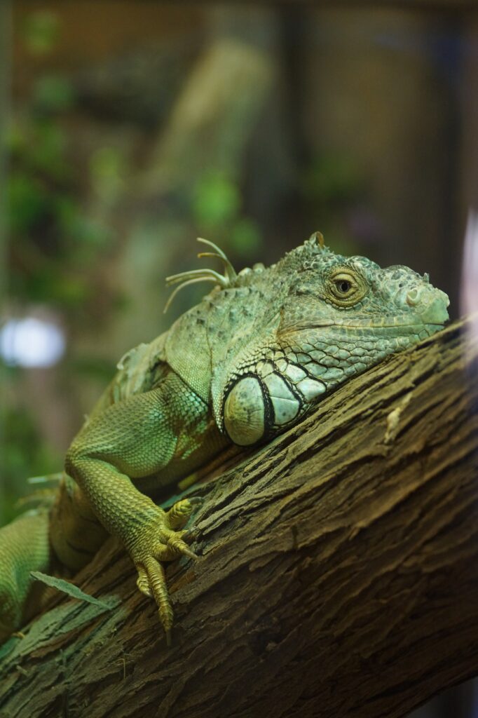 Vibrant Green Iguana Wallpaper: Serene Nature Scene on Tree Branch