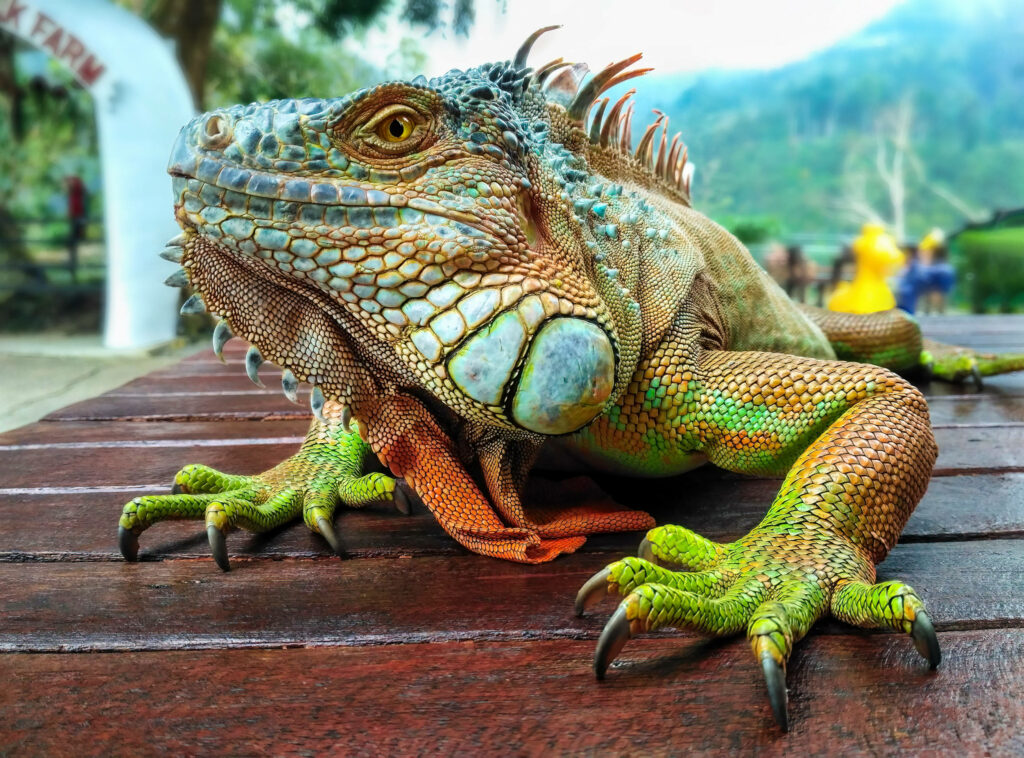 Vibrant Green Iguana on Wood Table: Striking Nature Wallpaper