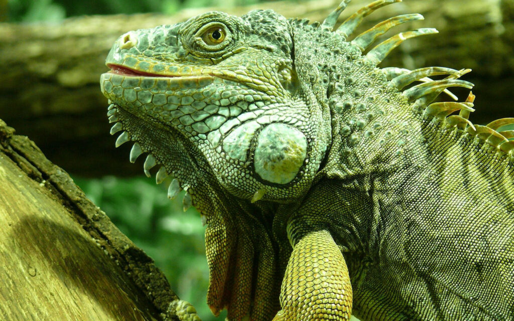 Vibrant Green Iguana on Tree Branch with Lush Natural Background Wallpaper