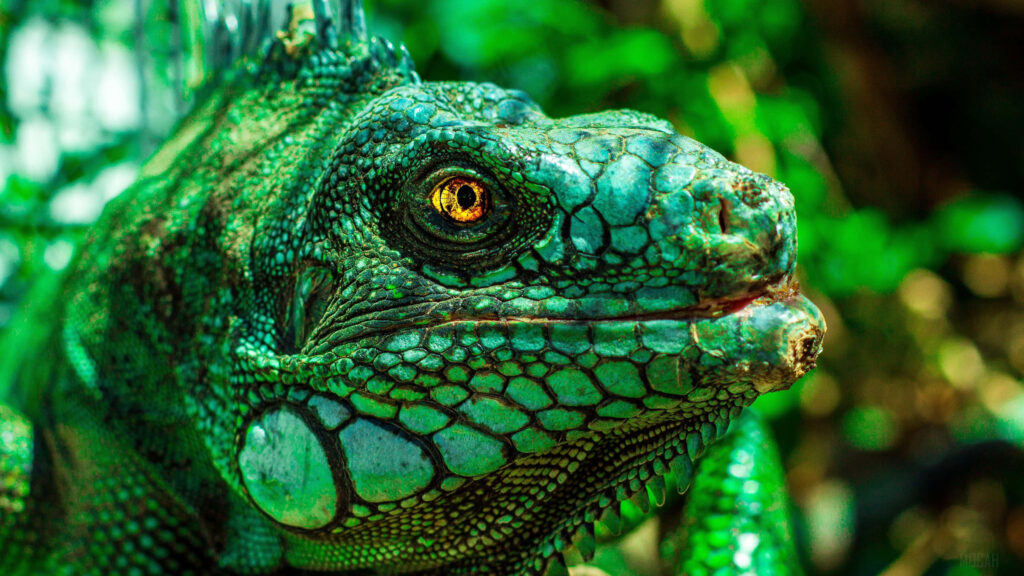 Stunning Green Iguana Wallpaper with Lush Natural Background