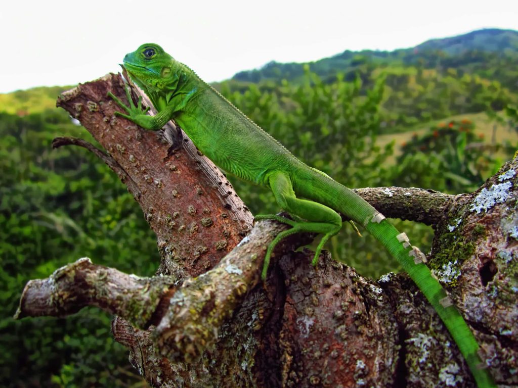 Vibrant green iguana perched on textured tree branch with soft-focus lush landscape background Wallpaper