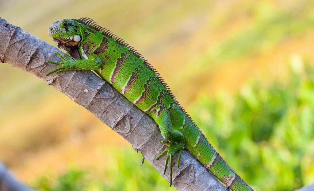 High-resolution Green Iguana on textured tree branch with sunlit bokeh natural background wallpaper