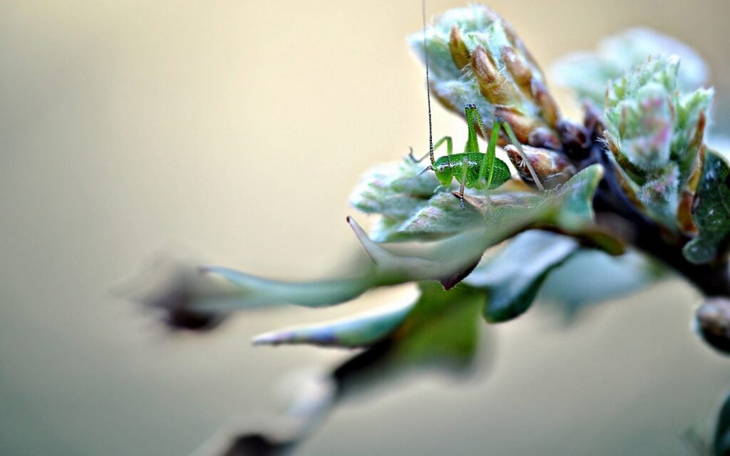 Vibrant Green Insect on Budding Plants - Soft Blurred Wallpaper