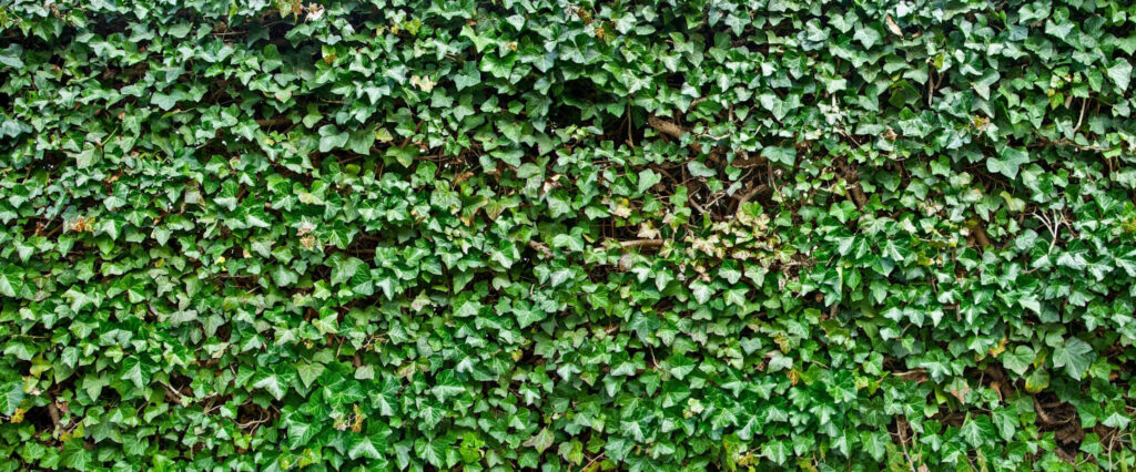 Vibrant Green Ivy Wall Texture Wallpaper Background Design