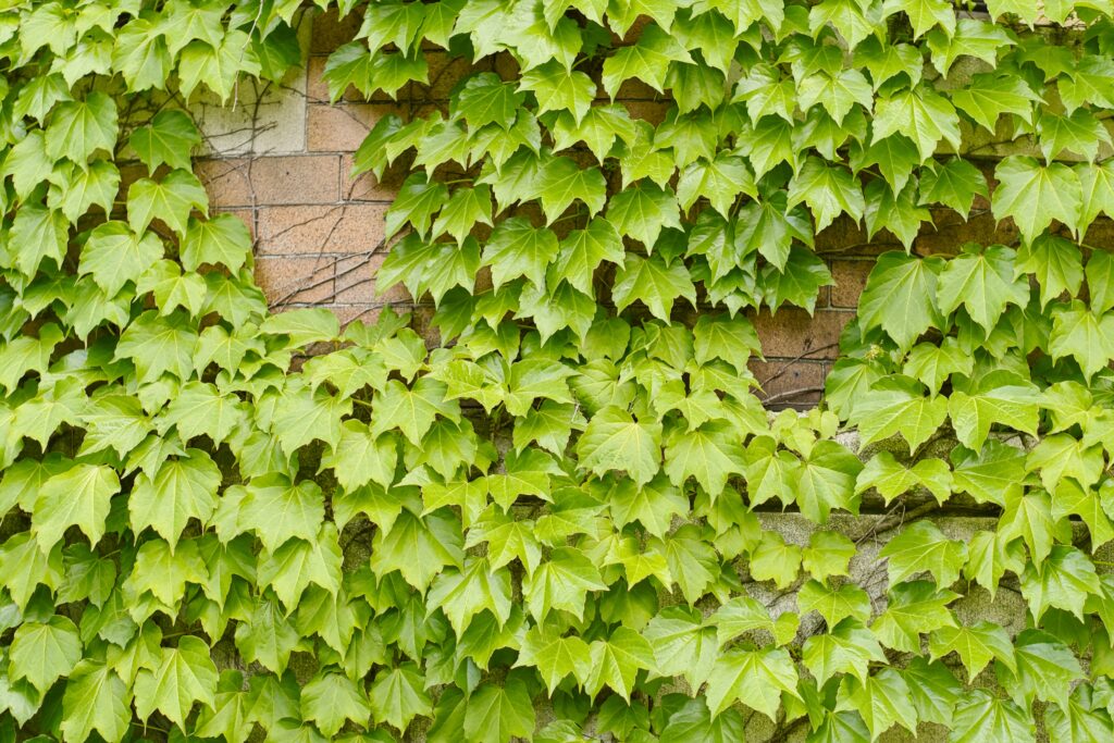 Vibrant Green Ivy Leaves Wallpaper Over Brick Wall Design