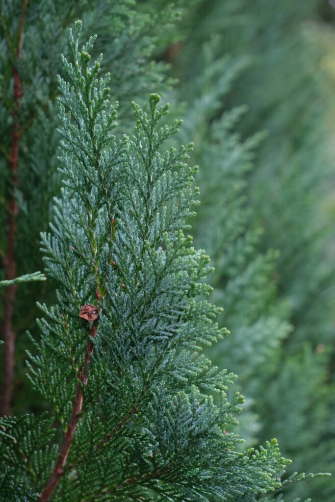 Vibrant Green Juniper Needles: Intricate Macro Texture Wallpaper