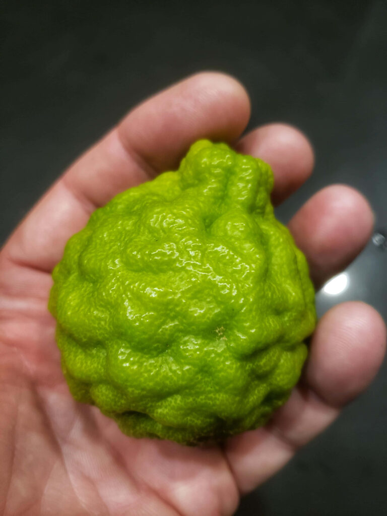Vibrant Green Kaffir Lime Close-Up Wallpaper Background