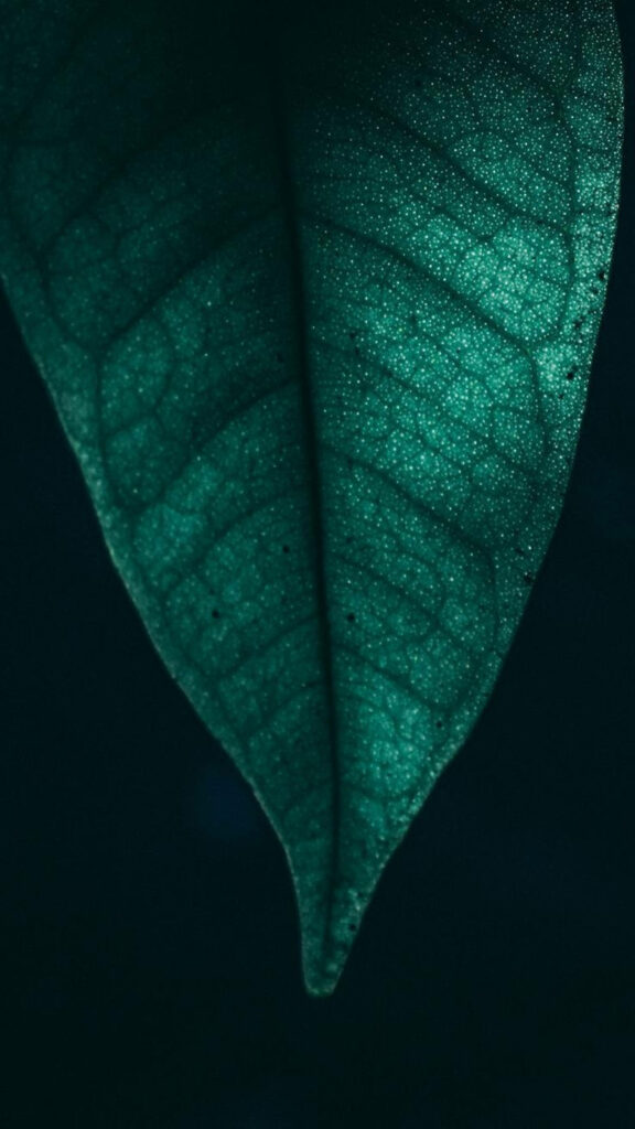 Vibrant Green Leaf Close-Up 4K Wallpaper - Nature-Inspired Background