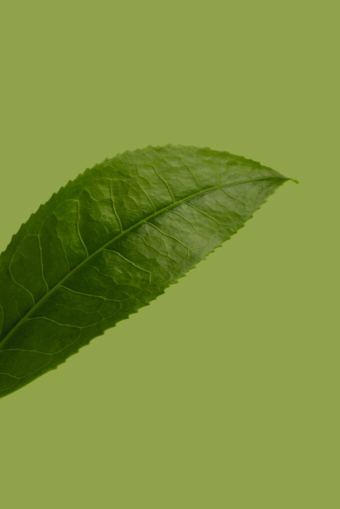 Intricate Green Leaf Texture Close-Up | Vibrant Wallpaper Background