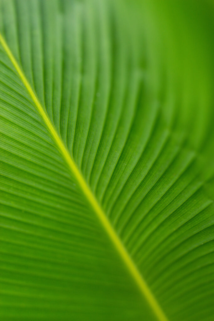 Vibrant Green Leaf Macro Shot: Intricate Veins & Smooth Texture Wallpaper