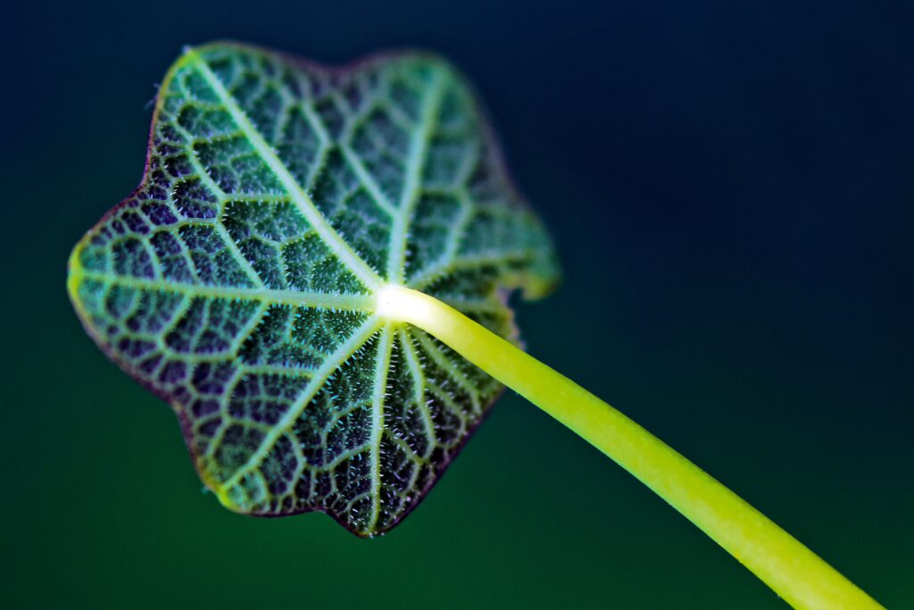 Vibrant Green Leaf Close-Up Texture Wallpaper Background
