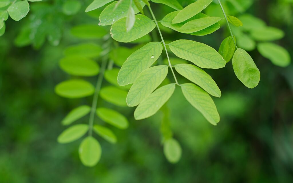 Vibrant Green Leaves Macro Shot - Nature Wallpaper Background