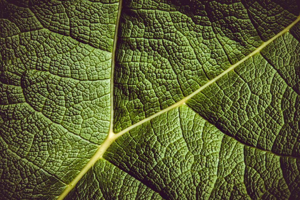 Vibrant Green Leaf Close-Up: Ribbed Texture & Intricate Veins Wallpaper