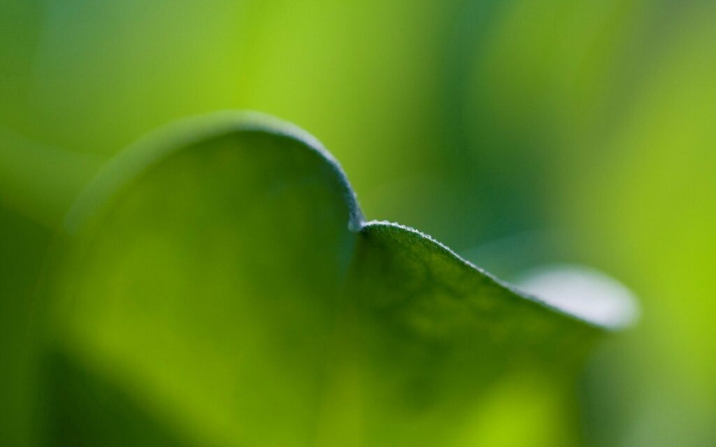 Vibrant Green Leaf Close-Up: Nature's Beauty Wallpaper Background