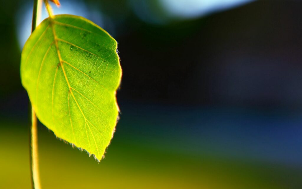 Sunlit Green Leaf Close-Up: Vibrant Wallpaper Background