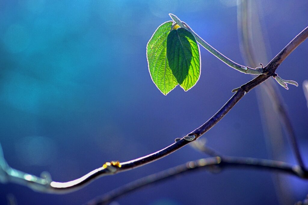 Macro Nature Wallpaper: Vibrant Green Leaf on Soft Blue Background