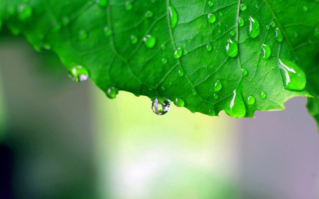 Vibrant Green Leaf with Water Droplets - Nature Wallpaper Background