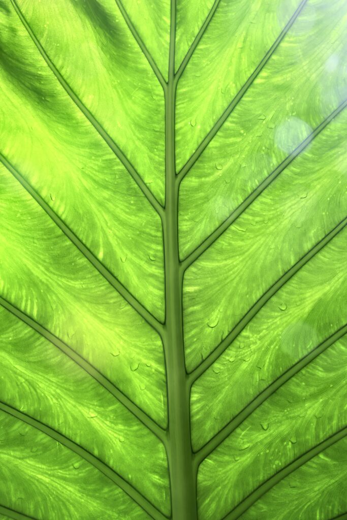 Macro Detail of a Vibrant Green Leaf - Fresh Wallpaper Background