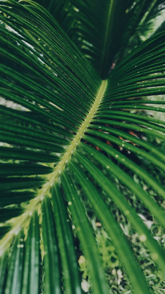 Vibrant Green Leaf Macro Close-Up - Nature's Textures Wallpaper
