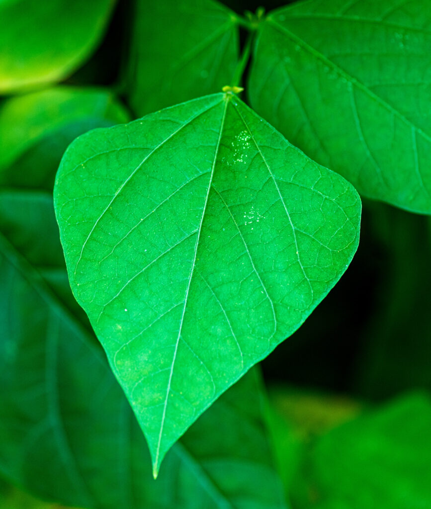 Vibrant Green Leaf in Macro: Intricate Texture Wallpaper Background
