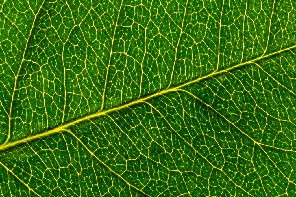Vibrant Green Leaf Macro: Intricate Vein Patterns Wallpaper Background